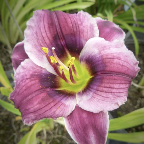 Purple Pixie Gumdrop - 1 Fan Purple Pixie Gumdrop - 1 Fan